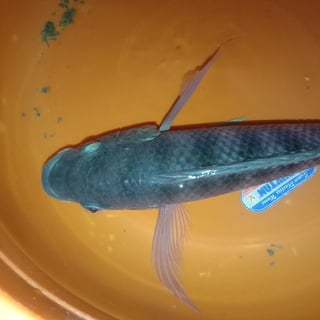 Katy 🔵 - CAT from Uacu Cungo