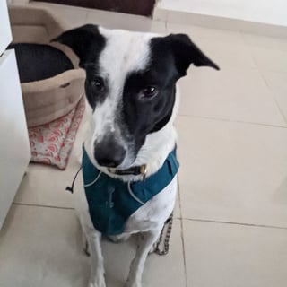 mio - Indie from Hyderabad