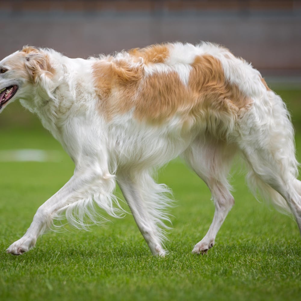 Borzoi dog breed - Russia - GIANT