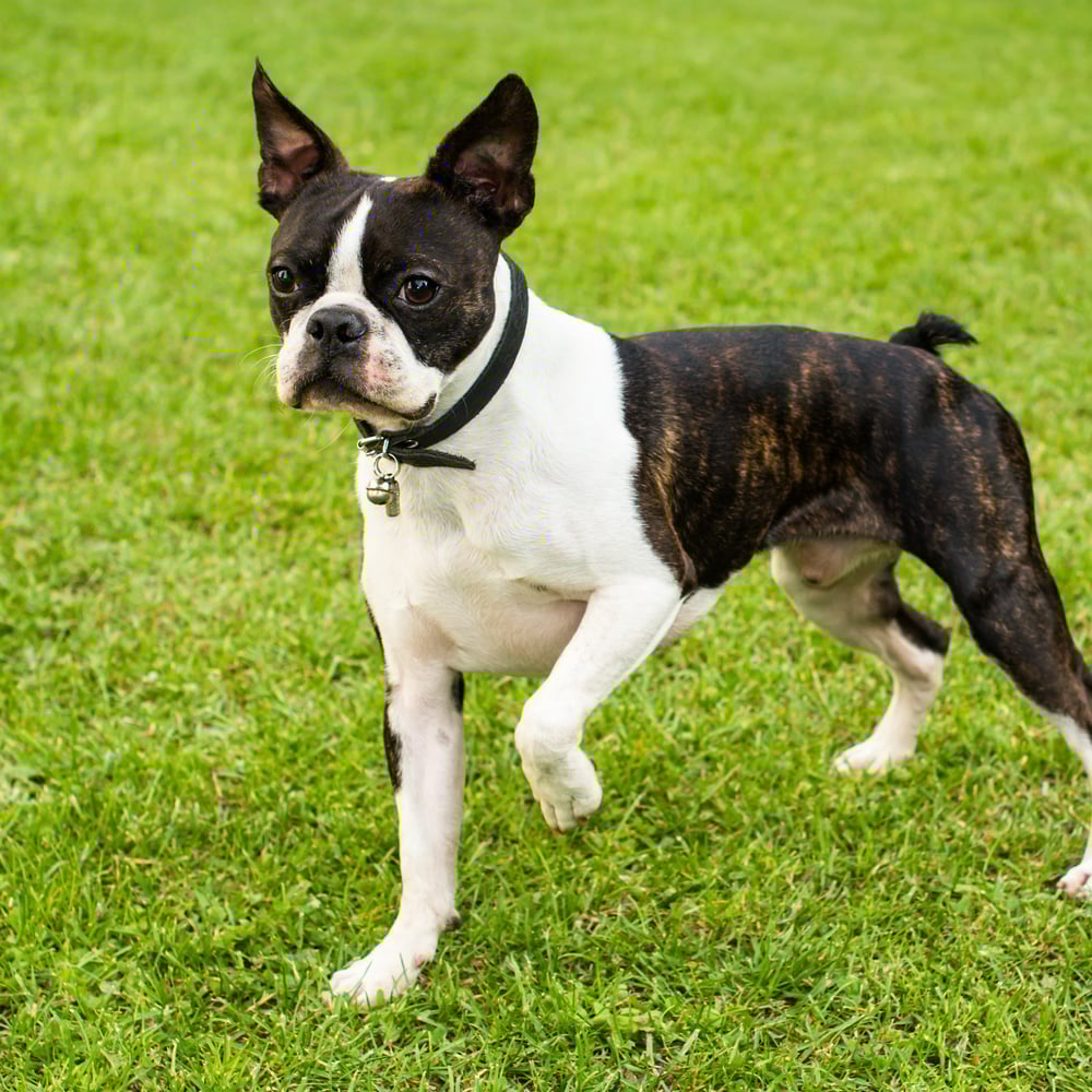 Boston Terrier dog breed - United States - SMALL