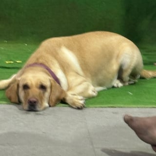 Heera - Labrador Retriever from Hyderabad