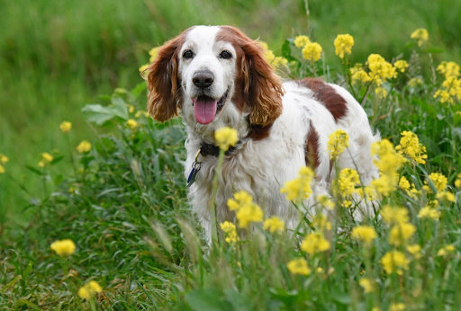 Welsh Springer Spaniel dog breed - Wales - MEDIUM