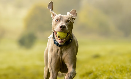 Weimaraner dog breed - Germany - LARGE