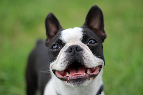 Boston Terrier dog breed