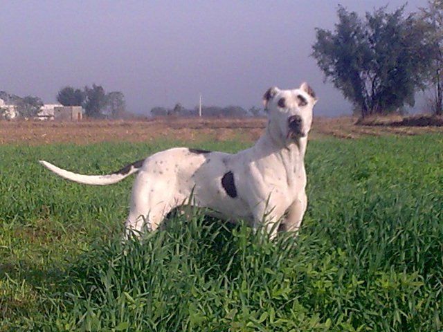 Bully Kutta dog breed - Indian subcontinent (Punjab) - GIANT