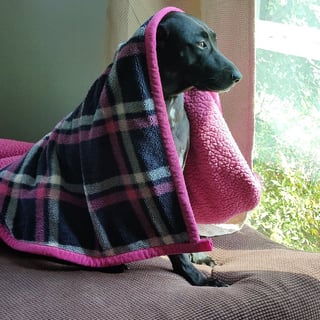 Siva - DOG from San Antonio