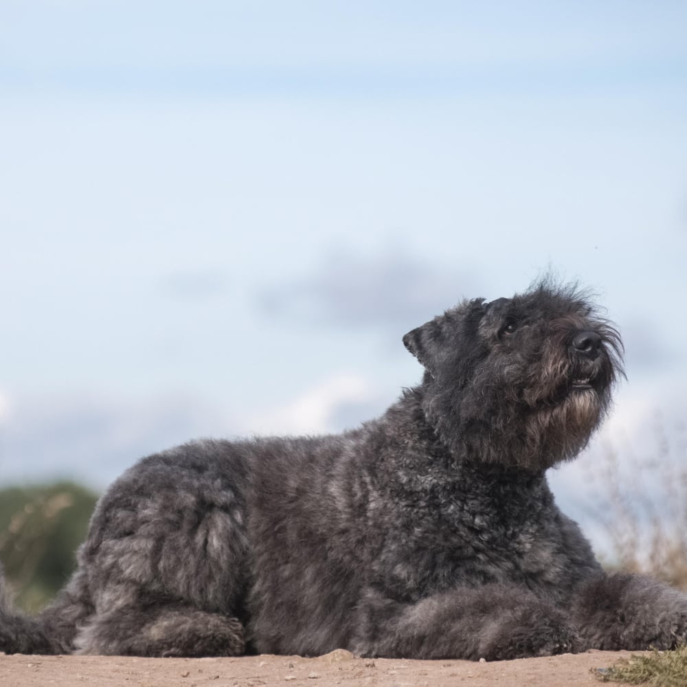 Bouvier des Flandres dog breed - Flanders, Belgium - GIANT