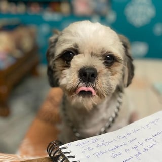 Tillu - Shih Tzu from Srikakulam