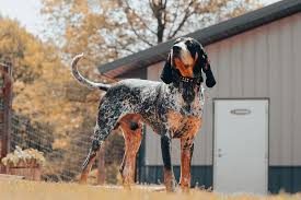 Bluetick Coonhound dog breed - United States - LARGE