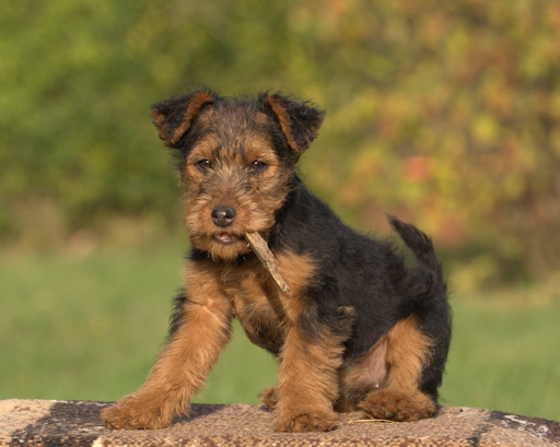 Welsh Terrier dog breed - Wales - SMALL