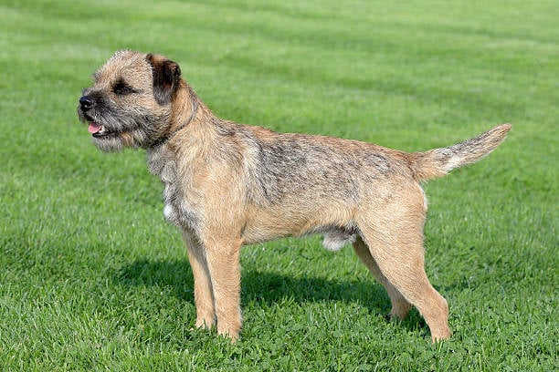 Border Terrier dog breed - Scotland/England border - SMALL