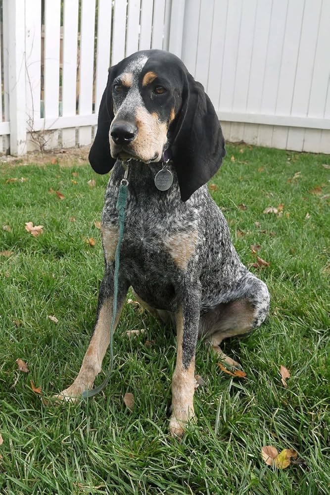 Bluetick Coonhound dog breed