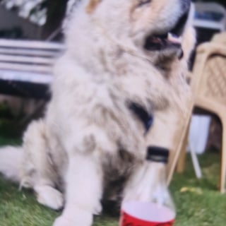 Sheru - Chow Chow from Rangareddi