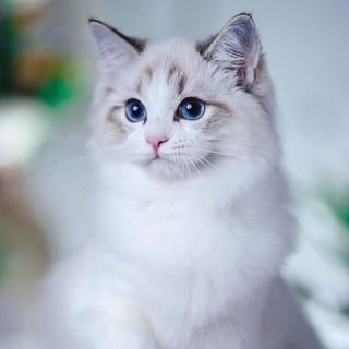 Jimmy - Persian Cat from Princeville