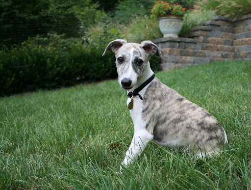 Whippet dog breed - England - MEDIUM