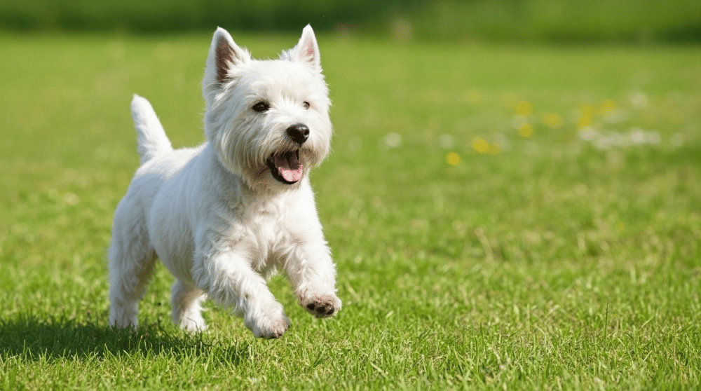 West Highland White Terrier dog breed - Scotland - SMALL